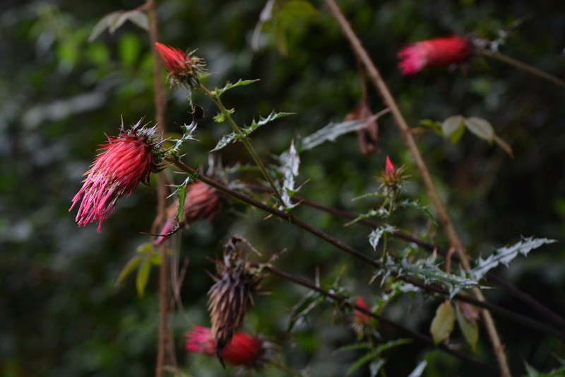 Cirsium conspicuum