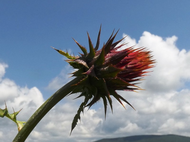 Cirsium conspicuum photo 2