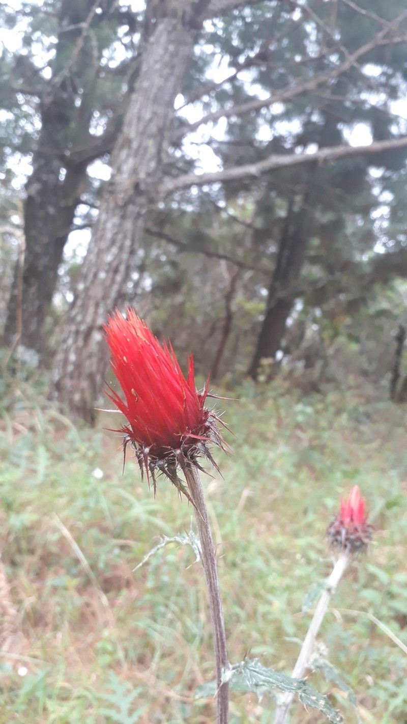 Cirsium conspicuum photo 3