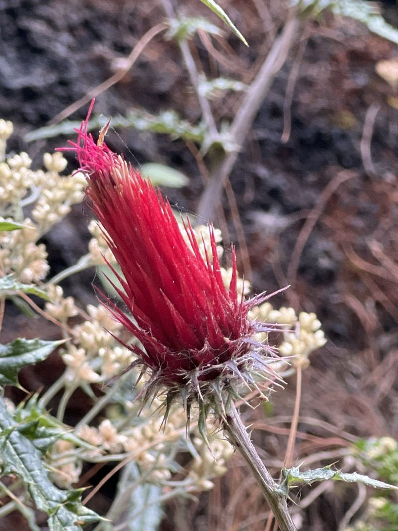 Cirsium conspicuum photo 4