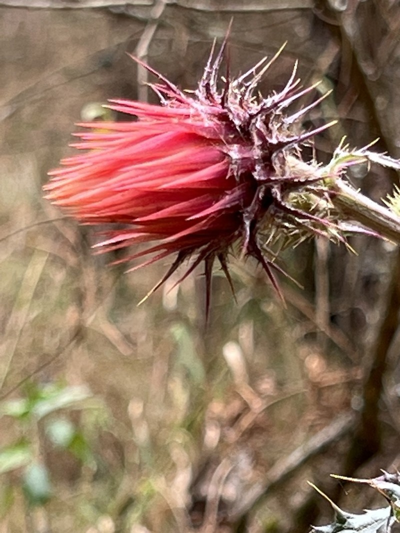 Cirsium conspicuum photo 5
