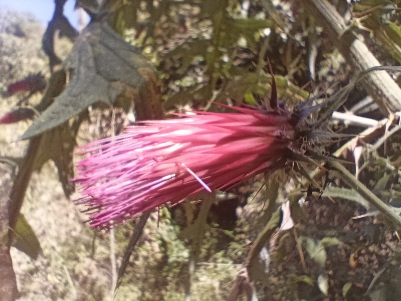 Cirsium conspicuum photo 6