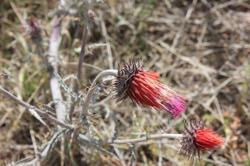 Cirsium conspicuum photo 7