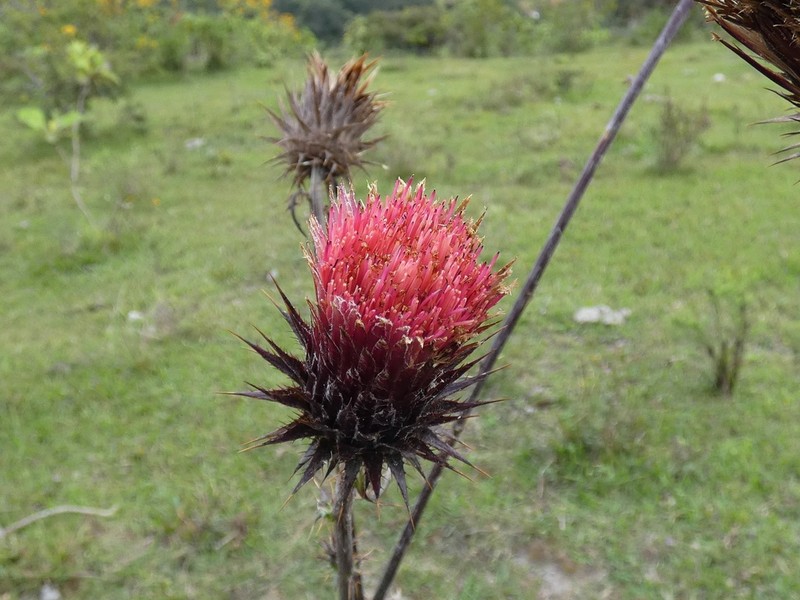 Cirsium conspicuum photo 8