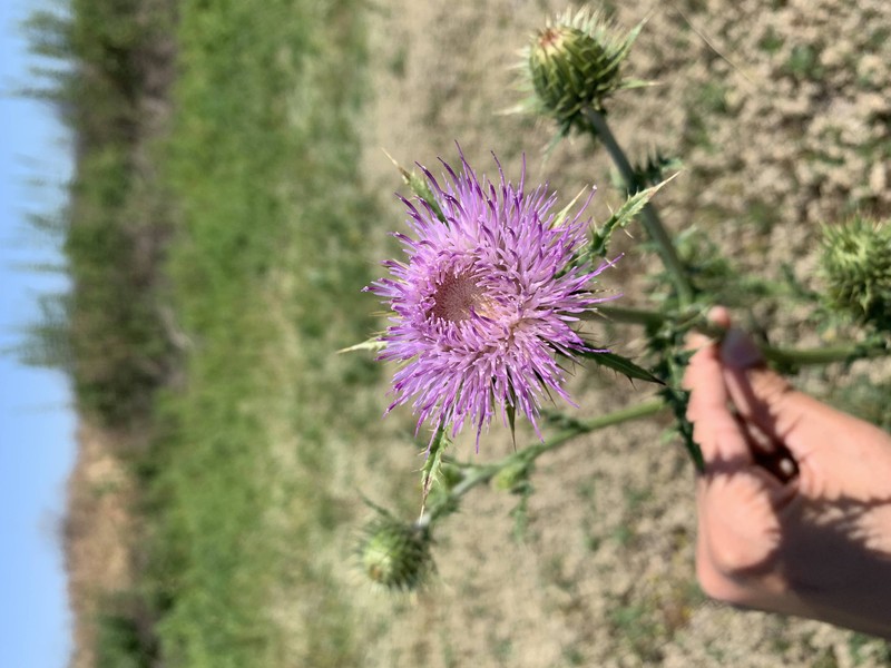 Slough Thistle photo 6