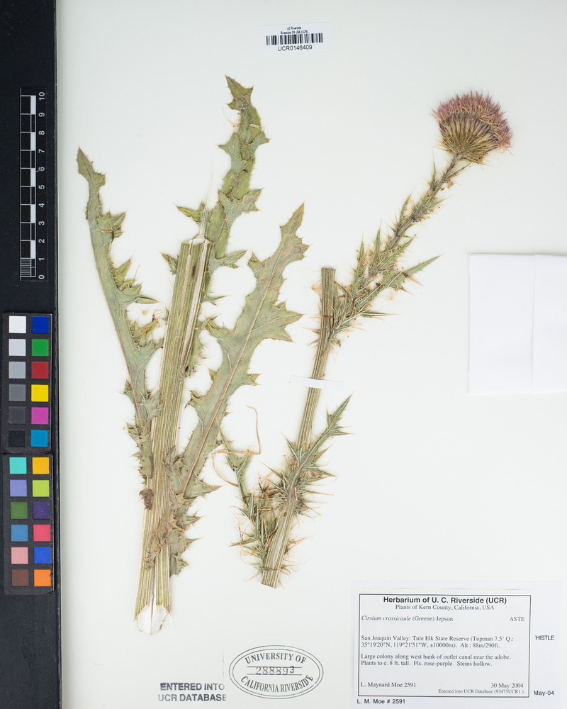 Slough Thistle photo 7