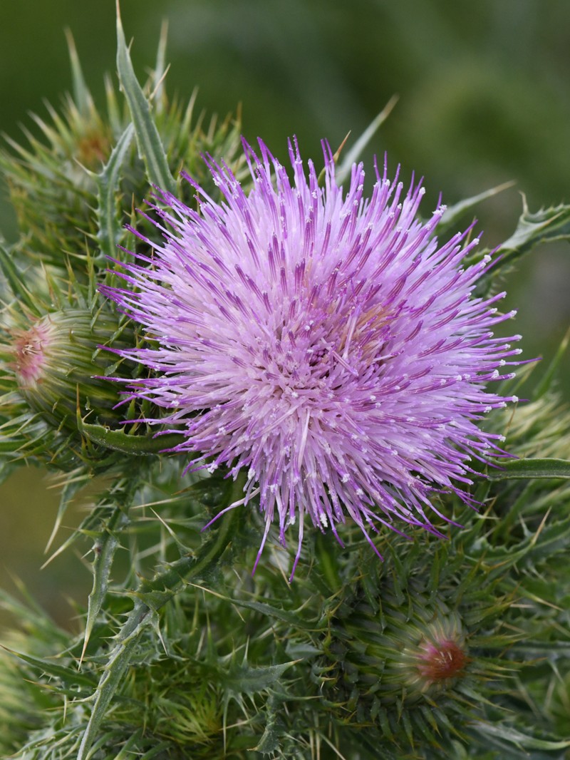Slough Thistle