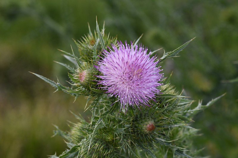 Slough Thistle photo 8