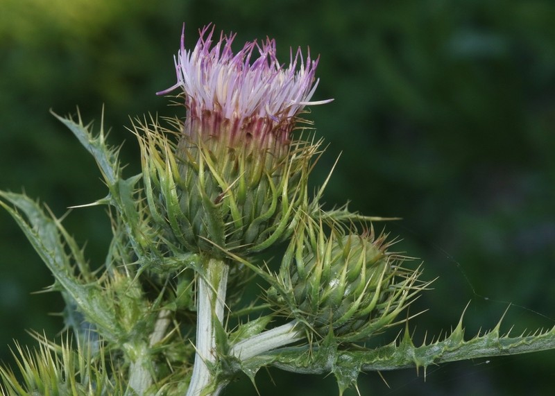 Slough Thistle photo 2