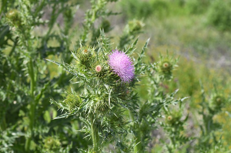 Slough Thistle photo 3