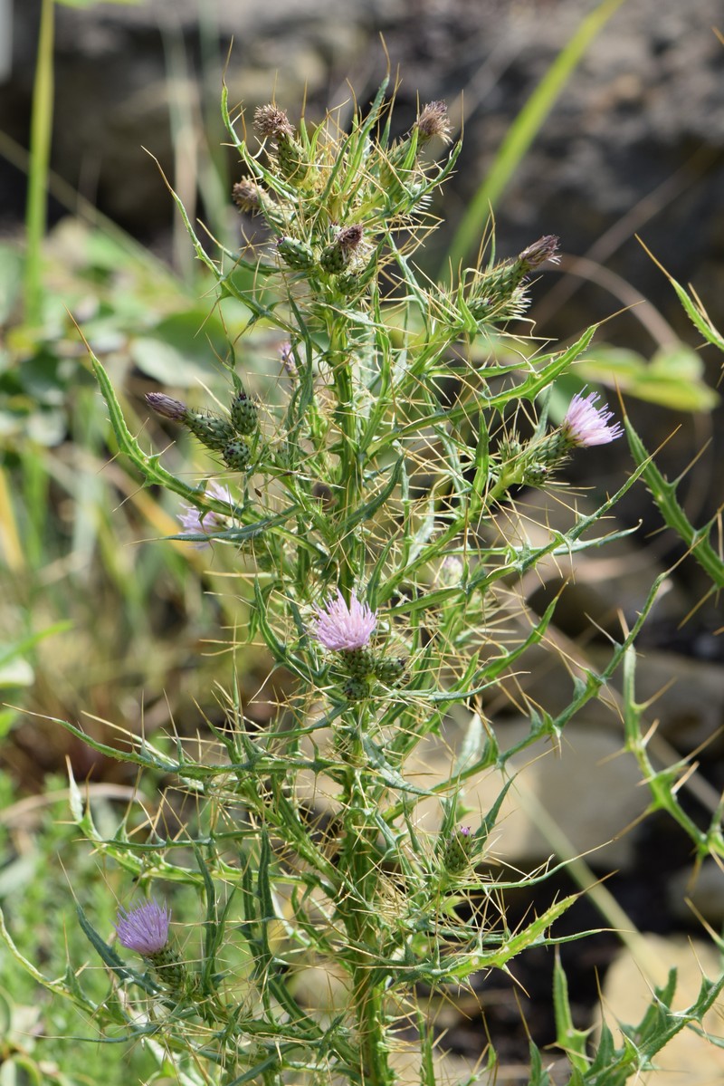Cirsium creticum