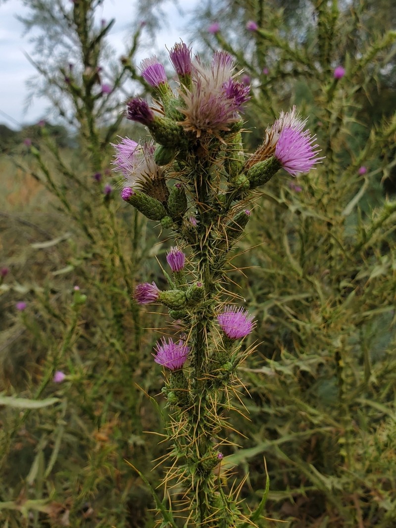 Cirsium creticum photo 2