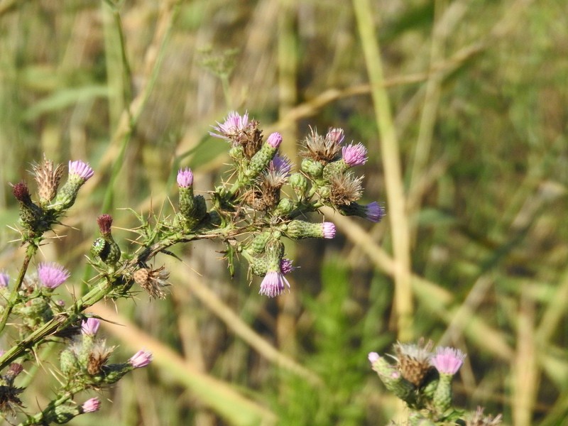 Cirsium creticum photo 3