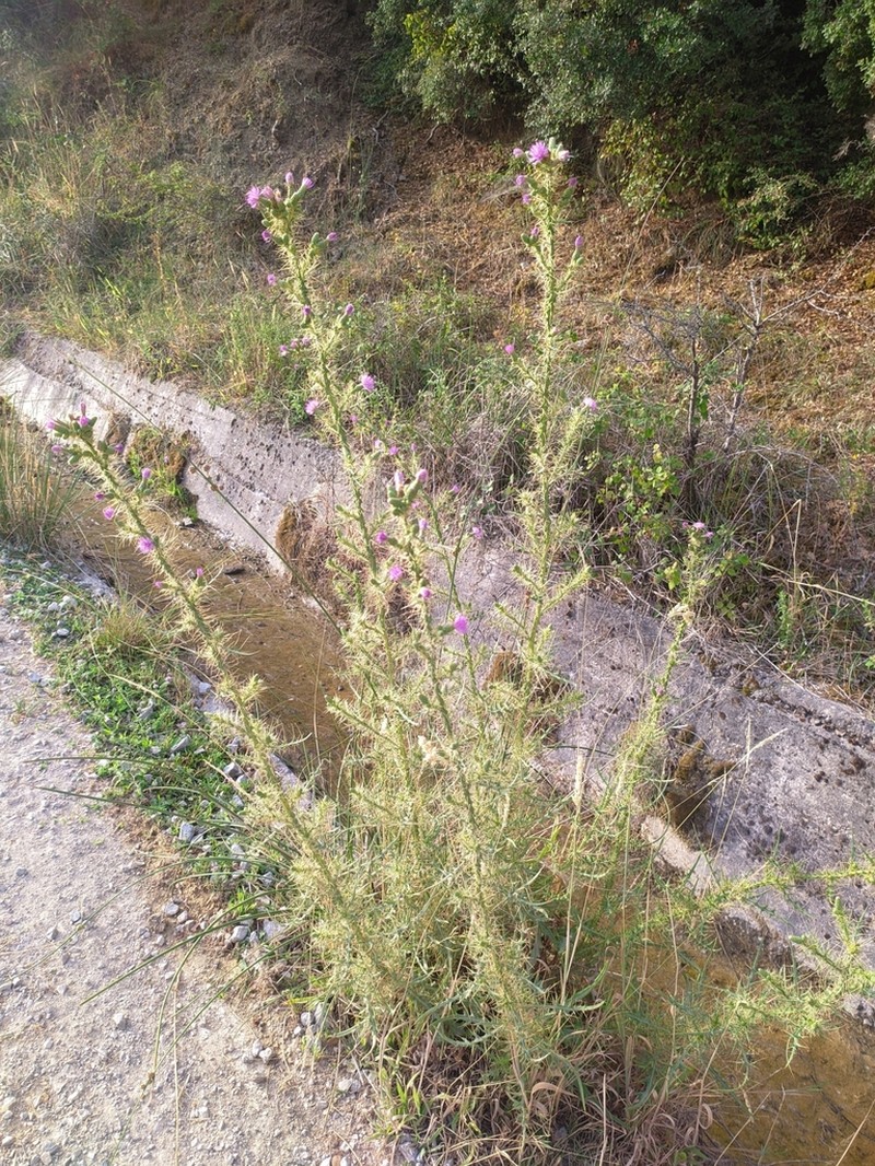 Cirsium creticum photo 4