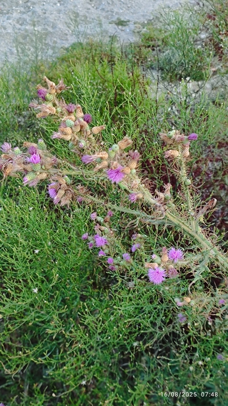 Cirsium creticum photo 5