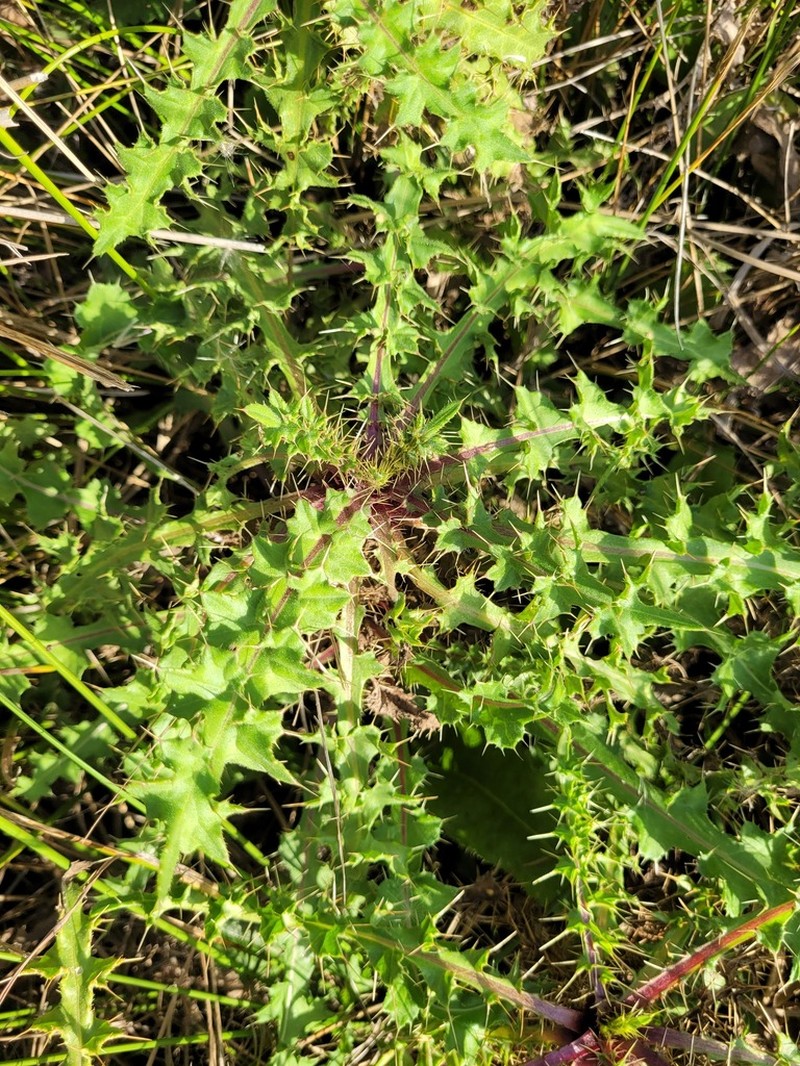 Cirsium creticum photo 6