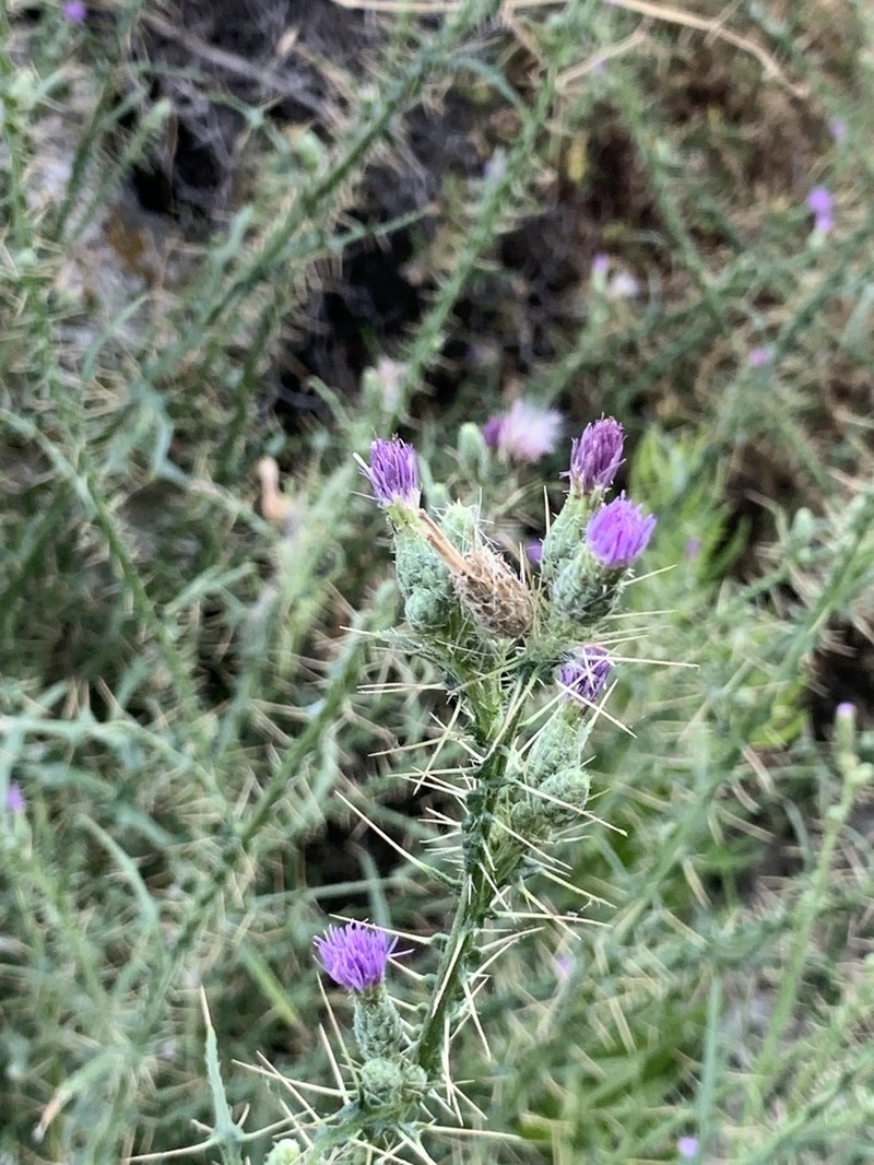 Cirsium creticum photo 7