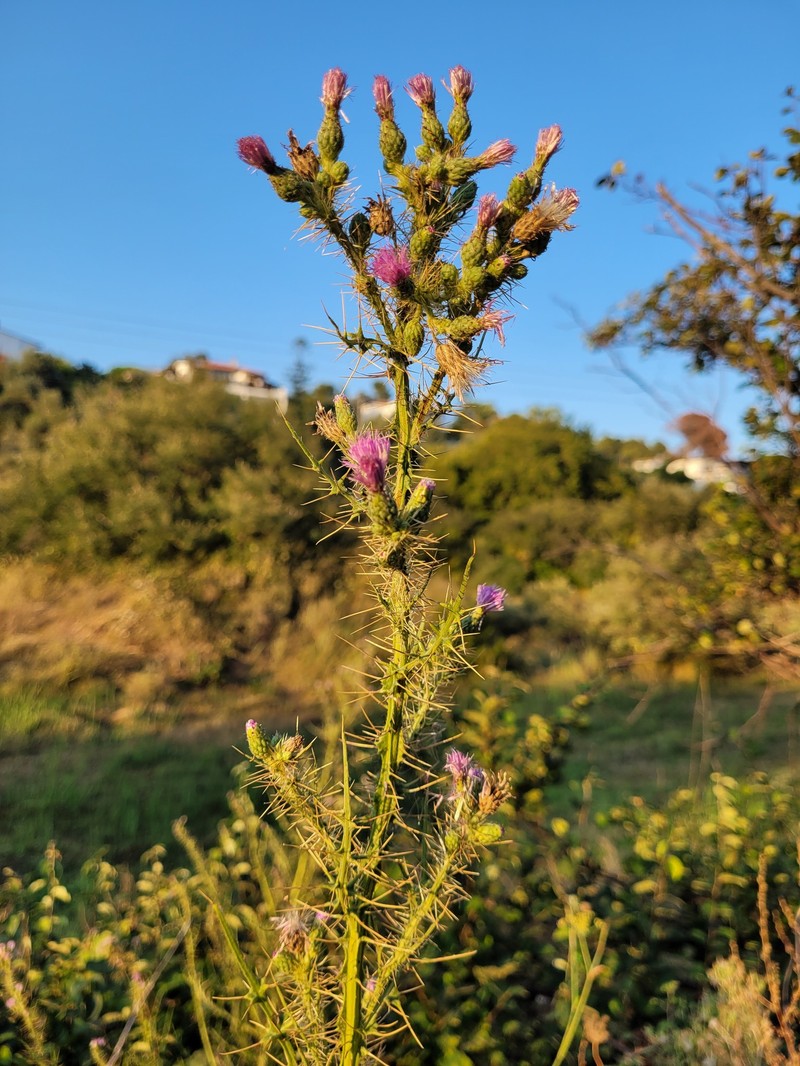 Cirsium creticum subsp. creticum