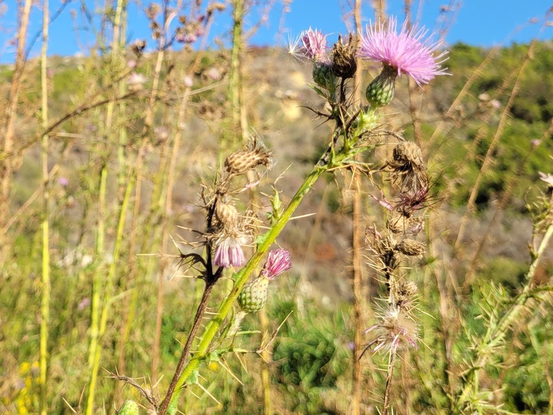 Cirsium creticum subsp. creticum photo 2
