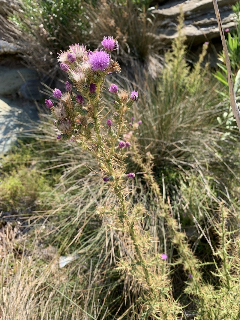 Cirsium creticum subsp. creticum photo 3