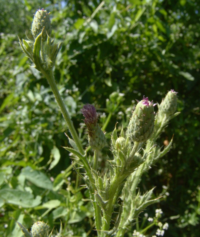 Cirsium creticum subsp. gaillardotii