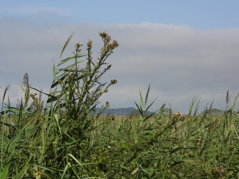 Cirsium creticum subsp. triumfettii