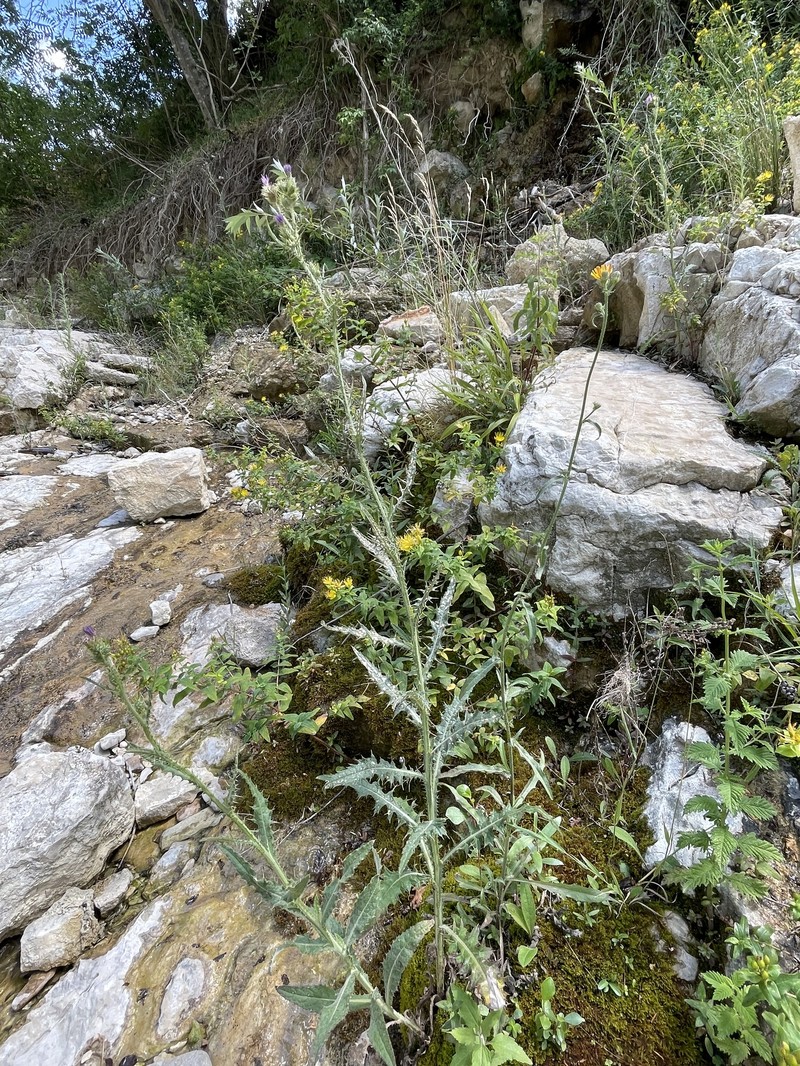 Cirsium creticum subsp. triumfettii photo 2