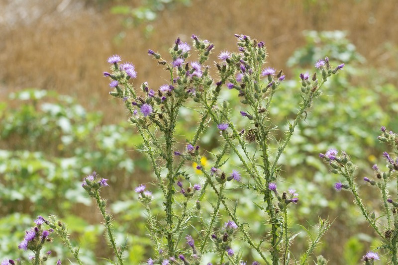Cirsium creticum subsp. triumfettii photo 3
