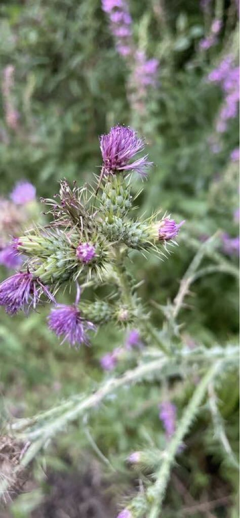 Cirsium creticum subsp. triumfettii photo 4