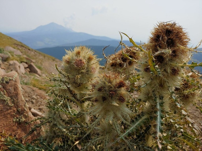 Cirsium culebraense