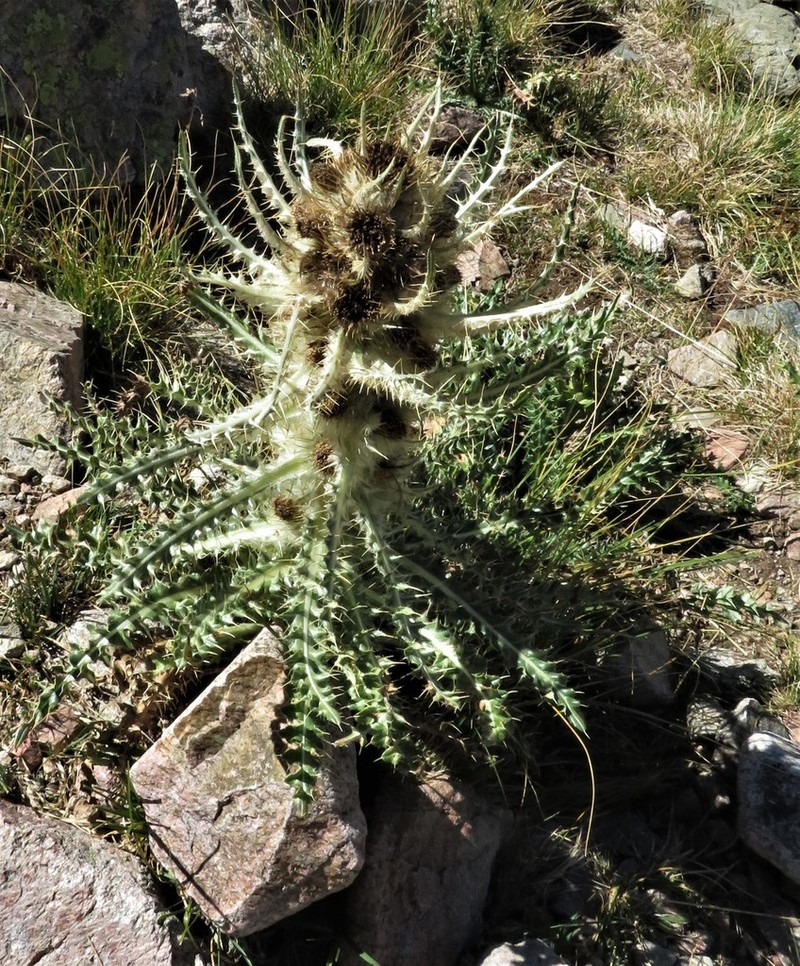 Cirsium culebraense photo 2