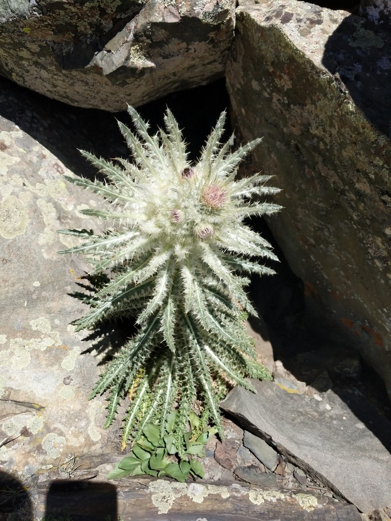 Cirsium culebraense photo 3