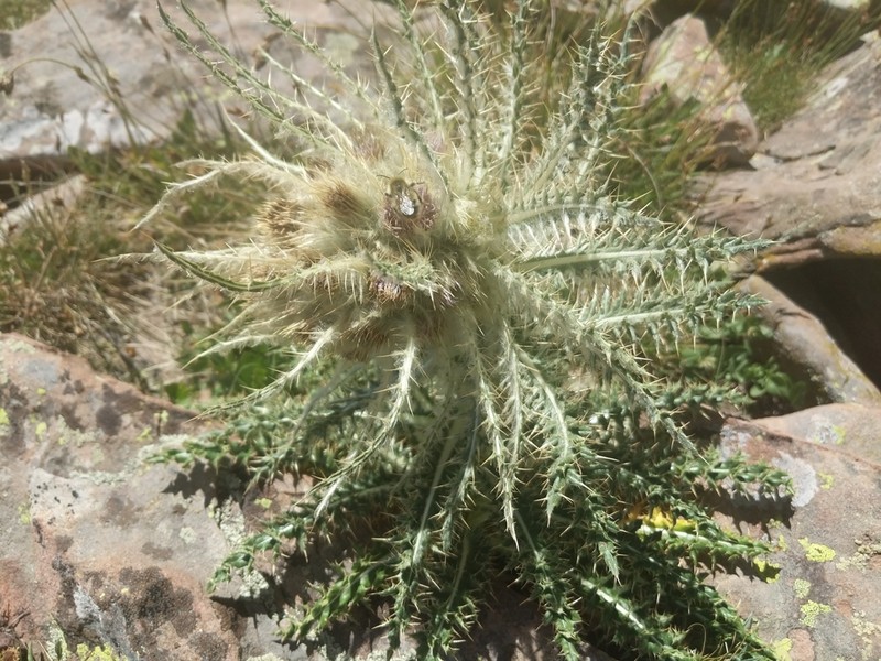 Cirsium culebraense photo 4