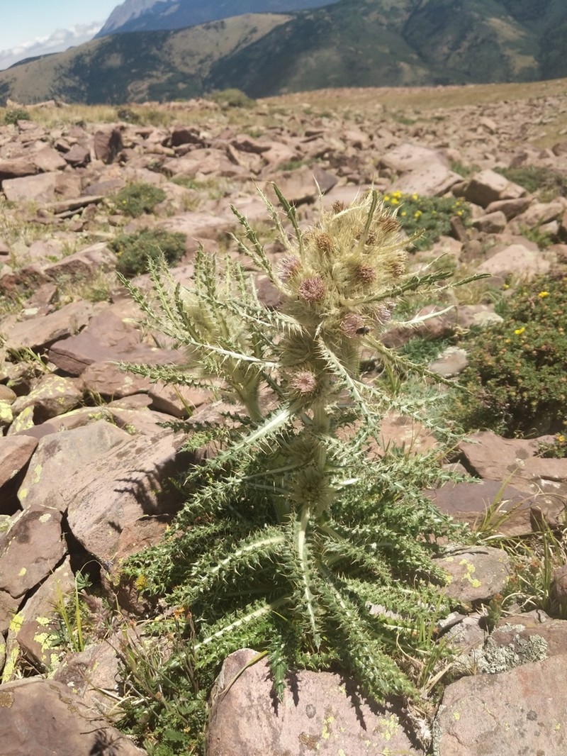 Cirsium culebraense photo 5