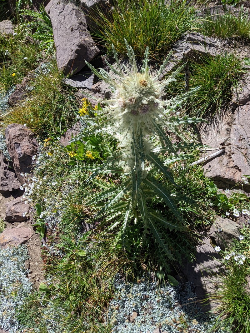 Cirsium culebraense photo 6
