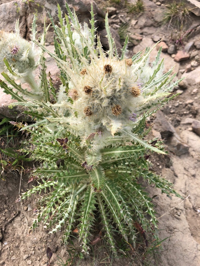 Cirsium culebraense photo 7