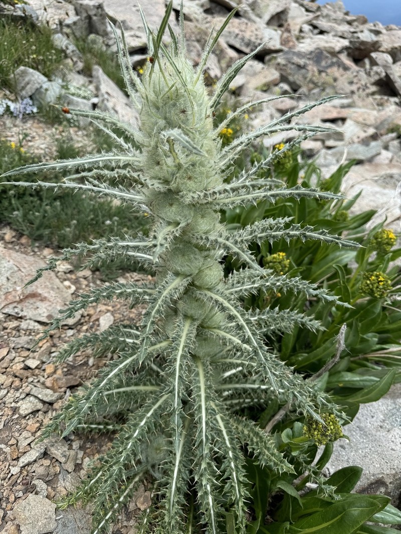 Cirsium culebraense photo 8