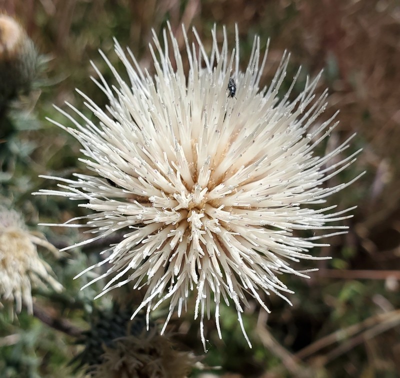 Peregrine Thistle
