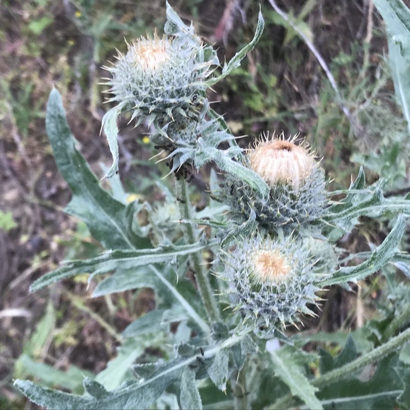 Peregrine Thistle photo 2