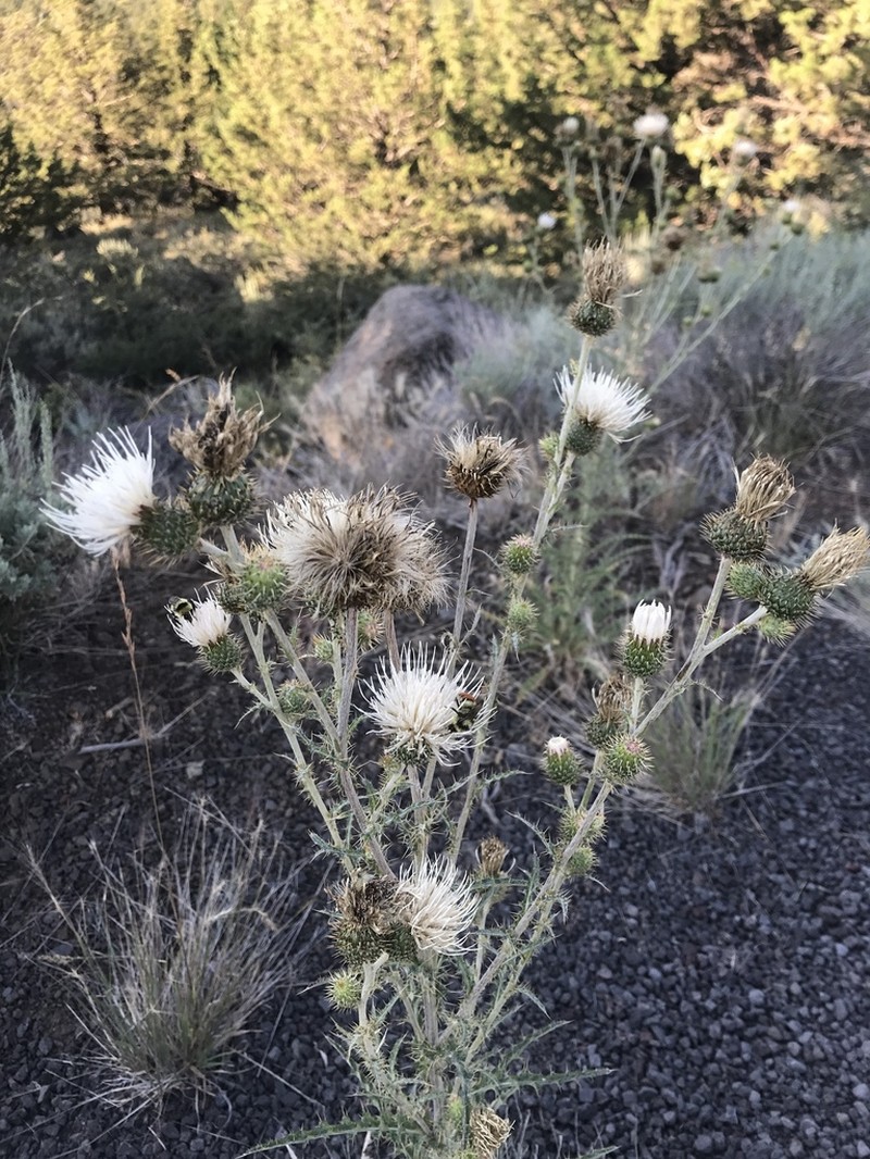 Peregrine Thistle photo 3