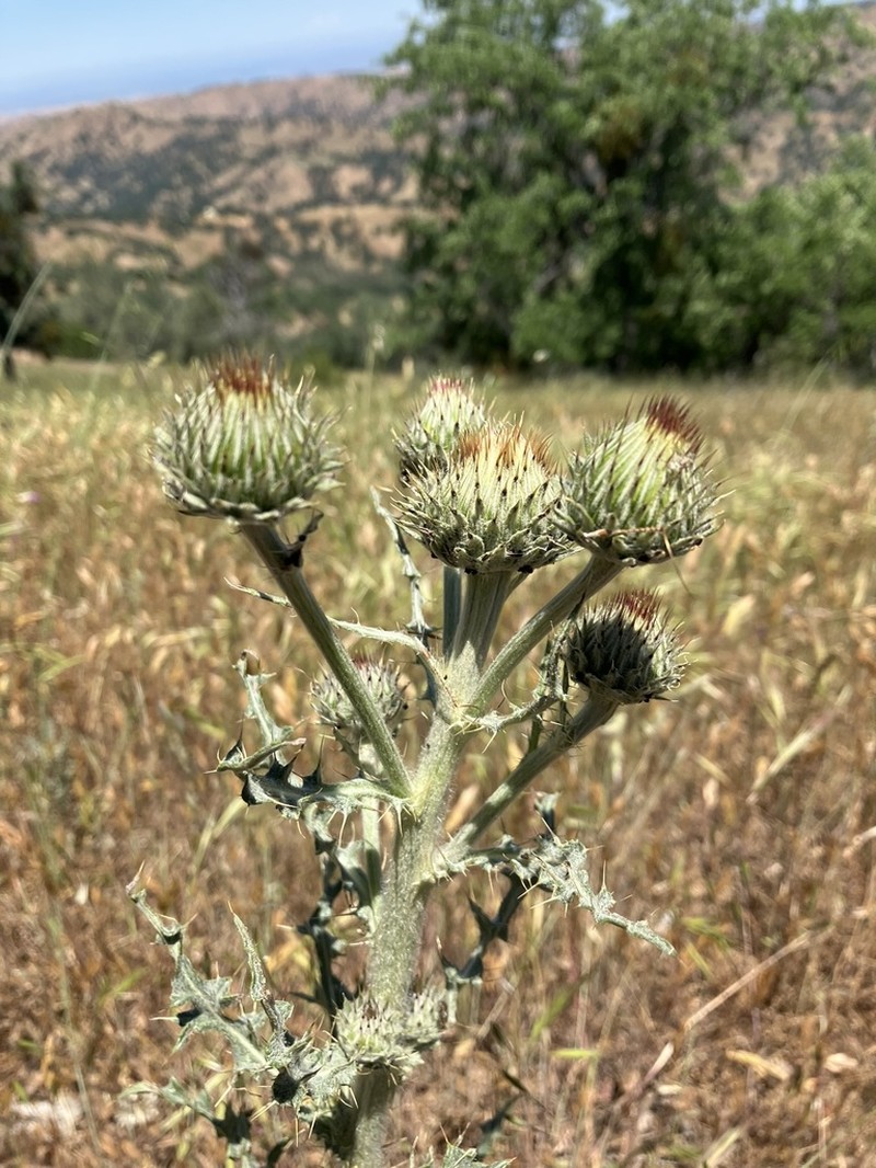 Peregrine Thistle photo 4