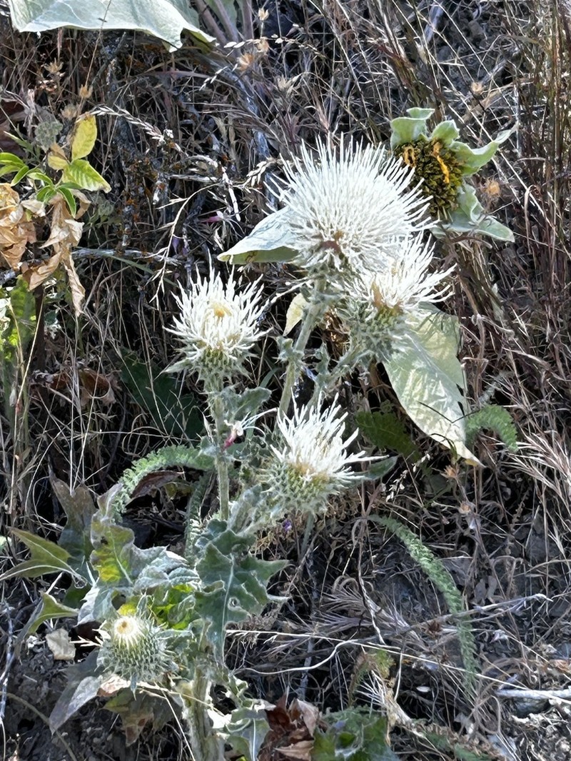 Peregrine Thistle photo 5