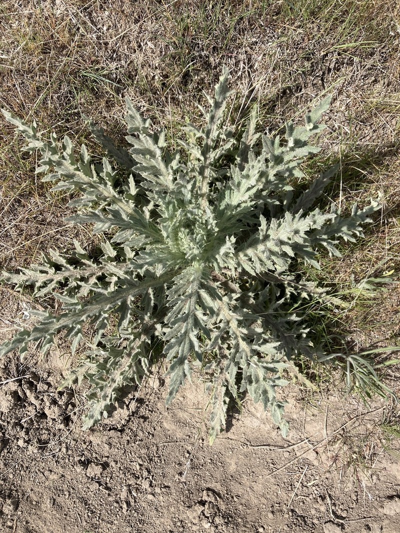 Peregrine Thistle photo 6