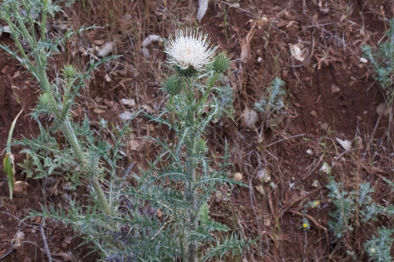 Peregrine Thistle photo 7