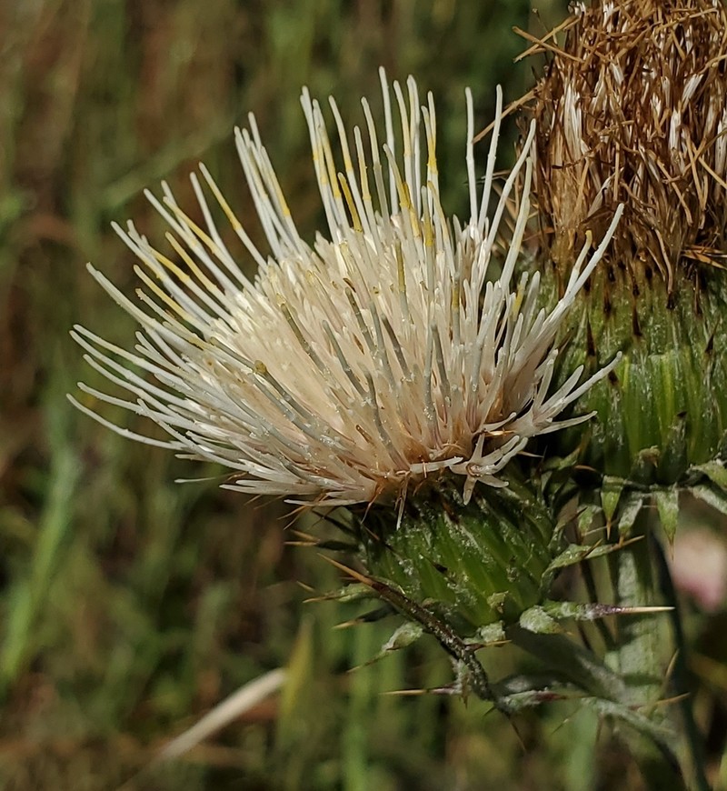 Peregrine Thistle photo 8