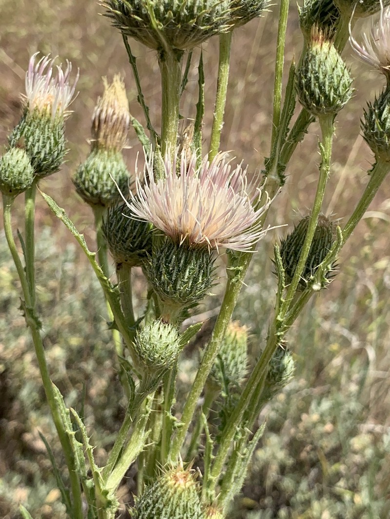 Graygreen Thistle