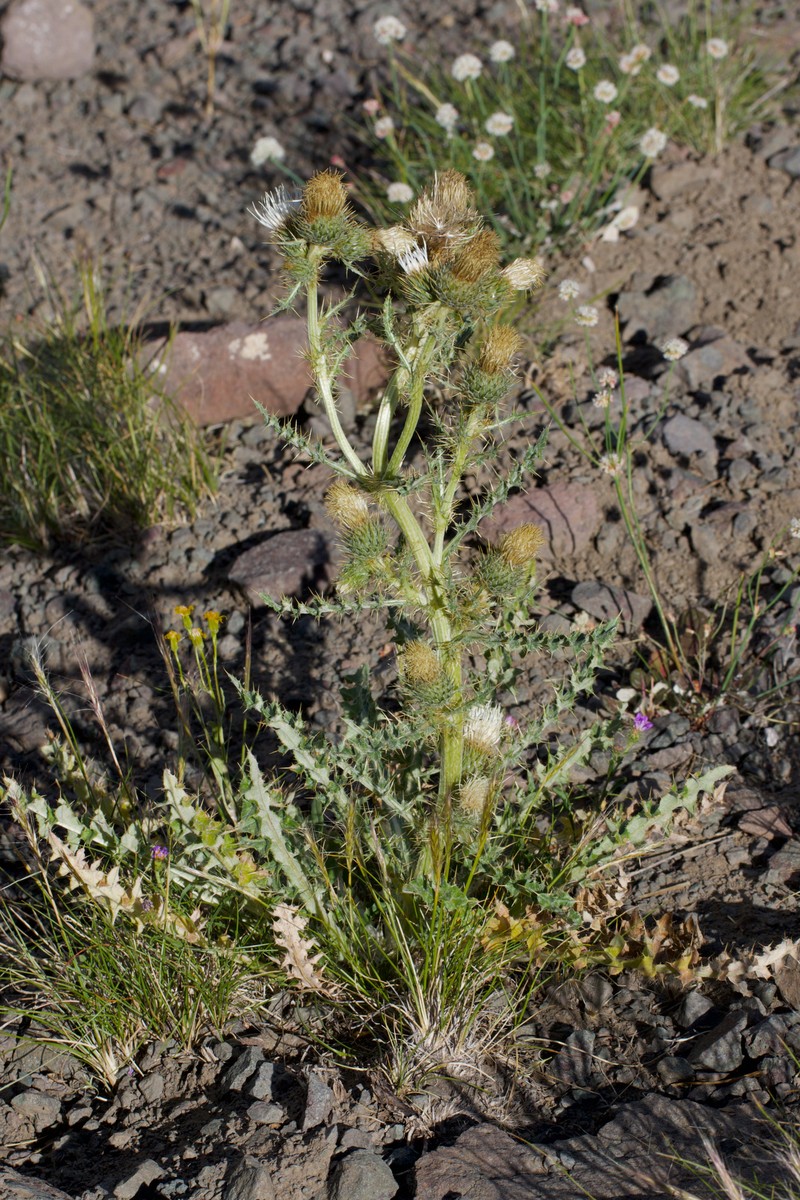 Graygreen Thistle photo 2