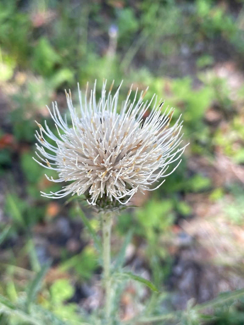 Graygreen Thistle photo 3