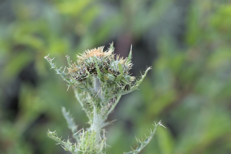 Graygreen Thistle photo 4