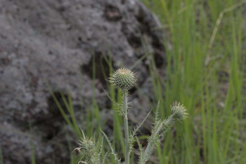 Graygreen Thistle photo 5